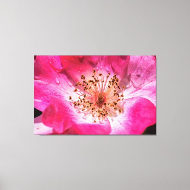 Pink Rose Canvas Print (Front)