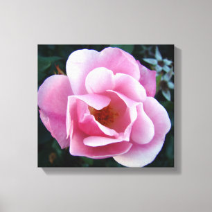 Pink Rose Canvas Print
