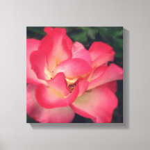 Pink Rose Canvas Print