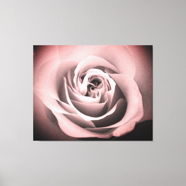 Pink Rose Canvas Print (Front)