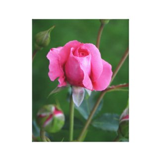 Pink rose canvas print