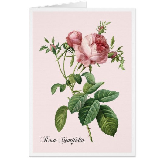 Pink Rose Card