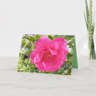 Pink Rose Card