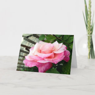 Pink Rose Card