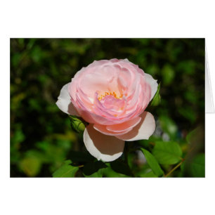 Pink Rose Card