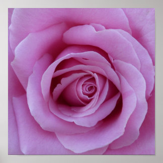 Pink Rose Centre Poster