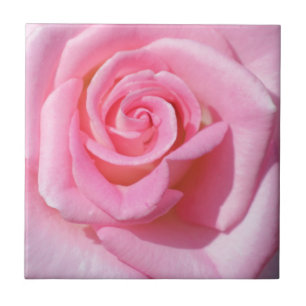 Pink Rose Ceramic Tile