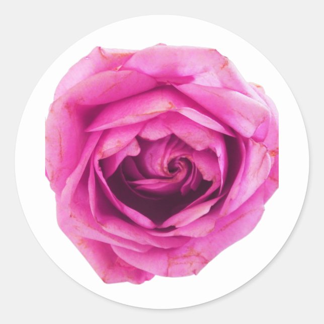 Pink Rose Classic Round Sticker (Front)