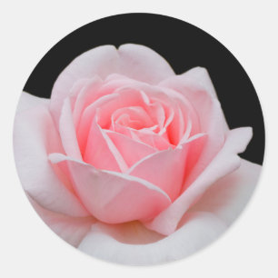 Pink Rose Classic Round Sticker