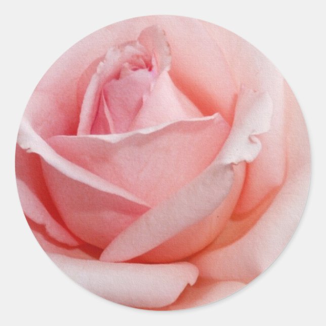 Pink Rose Classic Round Sticker (Front)