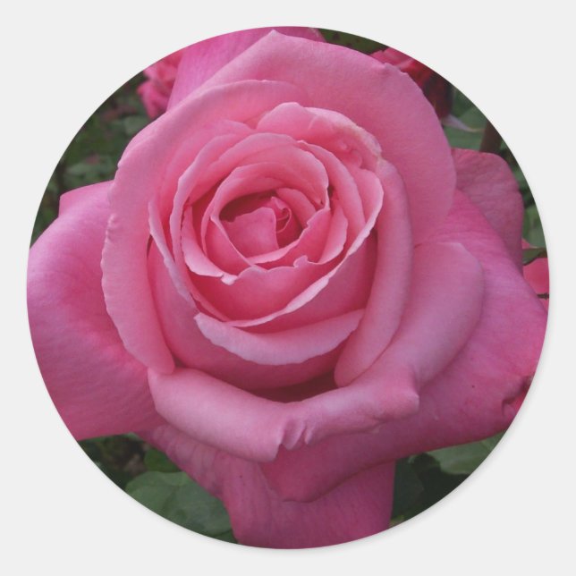 Pink Rose Classic Round Sticker (Front)