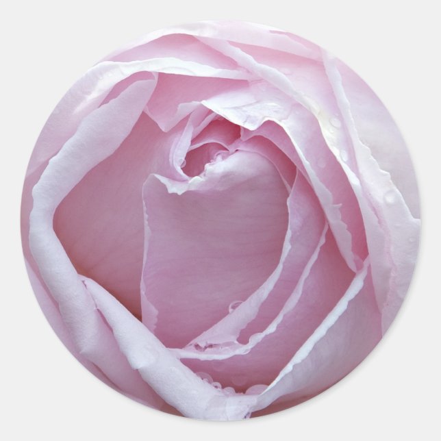 Pink rose classic round sticker (Front)