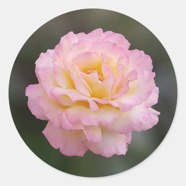 pink rose classic round sticker (Front)