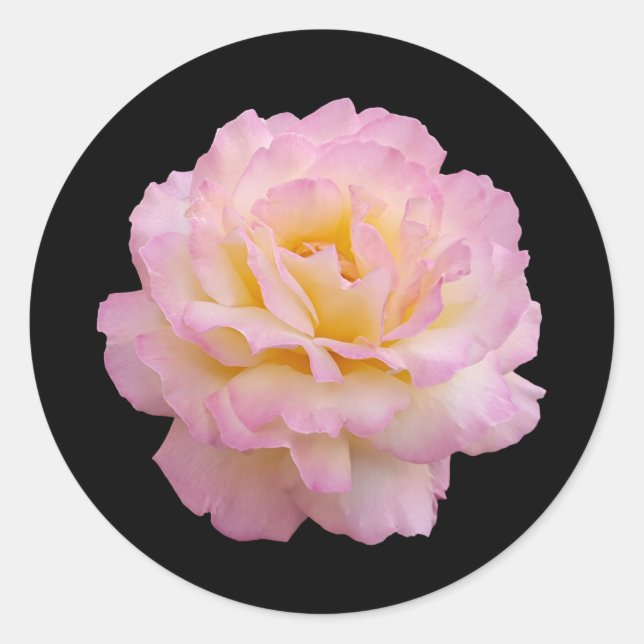pink rose classic round sticker (Front)