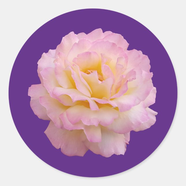 pink rose classic round sticker (Front)