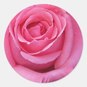 Pink Rose Close-Up Classic Round Sticker