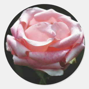 Pink Rose Close-up Classic Round Sticker