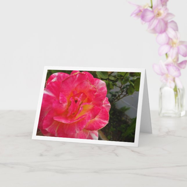 Pink Rose Close-up Portrait Card (Orchid)