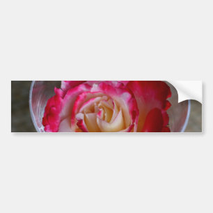 Pink Rose Closeup In Wine Glass Bumper Sticker