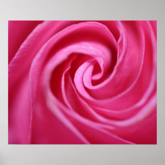Pink rose closeup poster