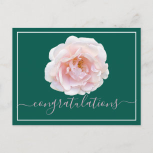 Pink Rose Cyan Background Congratulations Postcard