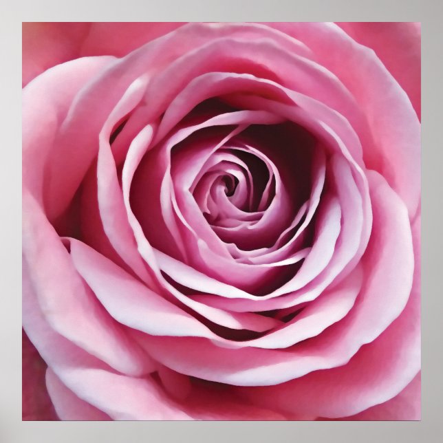 Pink rose detail, nature garden flower poster (Front)