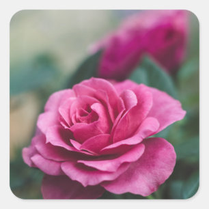 Pink Rose Envelope Seals Favour Stickers