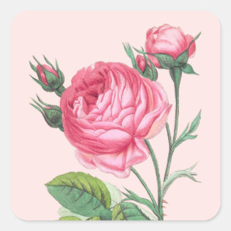 Pink rose floral modern pastel square sticker