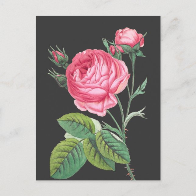Pink rose floral modern postcard (Front)