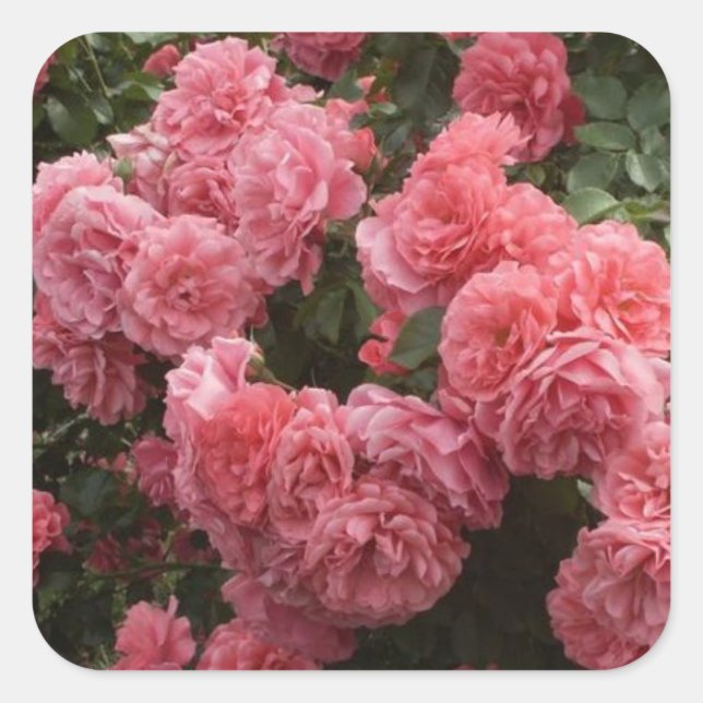 Pink Rose Floral Stickers (Front)