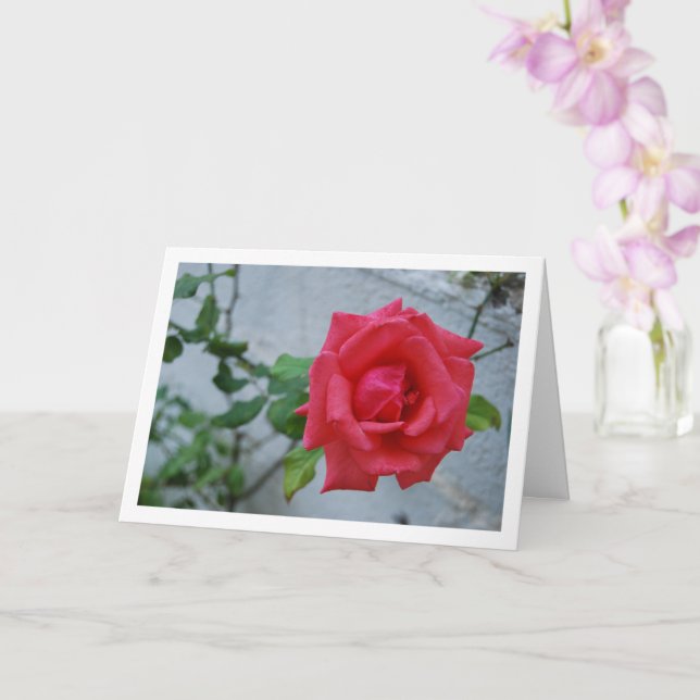 Pink Rose Flower against White Wall Card (Orchid)