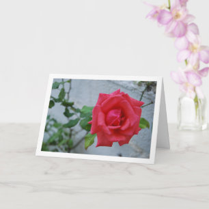 Pink Rose Flower against White Wall Card