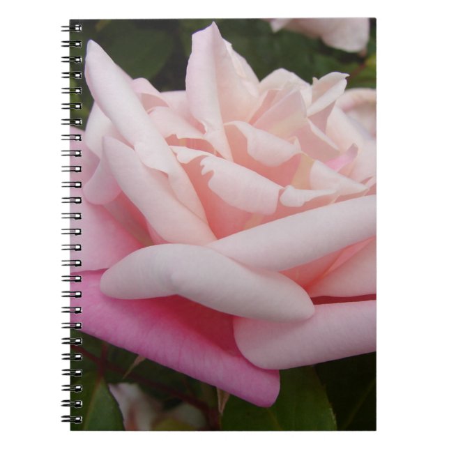 Pink Rose Flower Beautful Garden Floral Garden Notebook (Front)