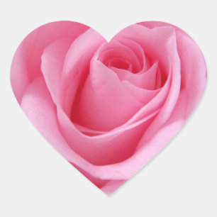 Pink rose flower close up picture heart sticker