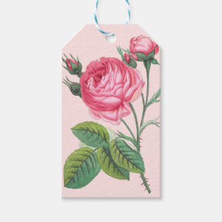 Pink rose flower gift tag