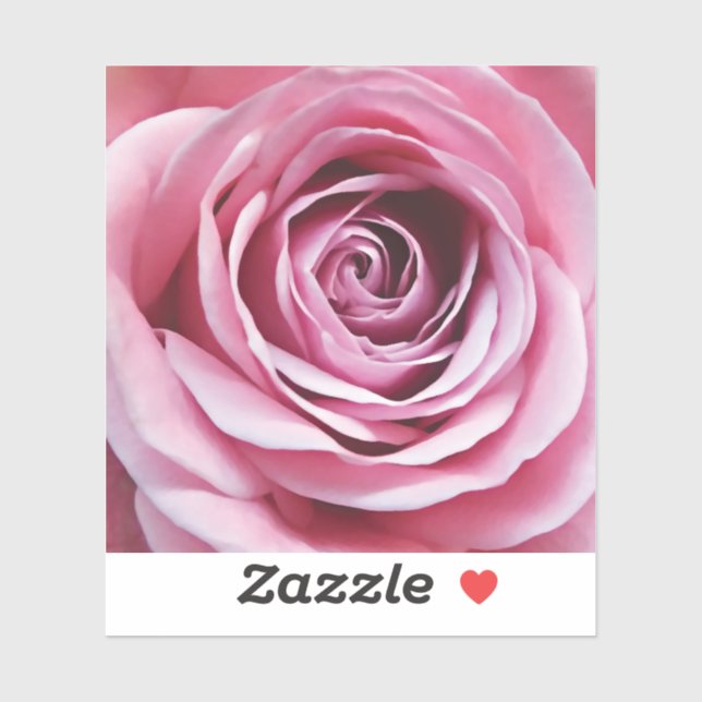 Pink Rose flower in bloom garden (Sheet)