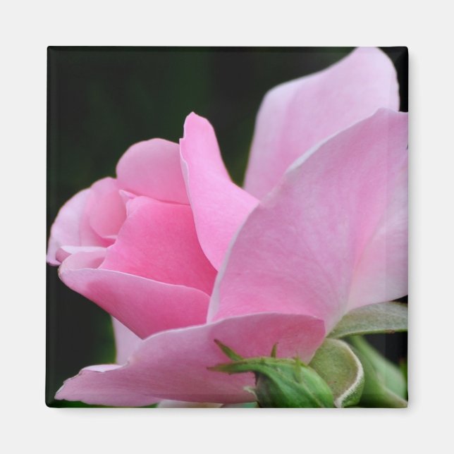 Pink Rose Flower Magnet (Front)