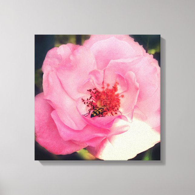 Pink Rose Flower Photo  Wrapped Canvas (Front)