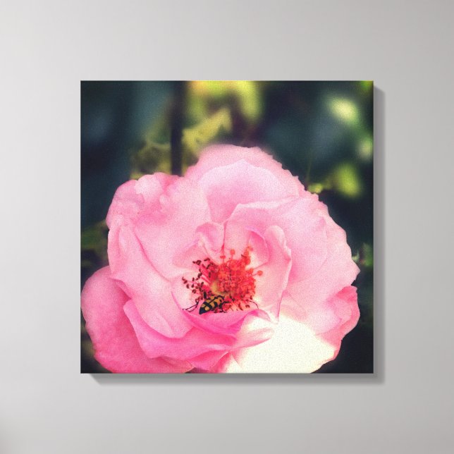 Pink Rose Flower Photo Wrapped Canvas (Front)