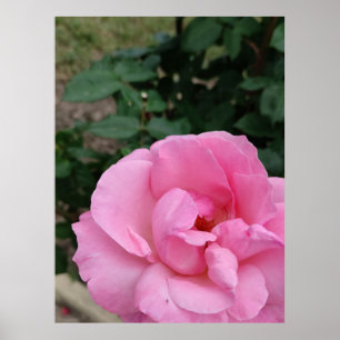 Pink rose flower poster