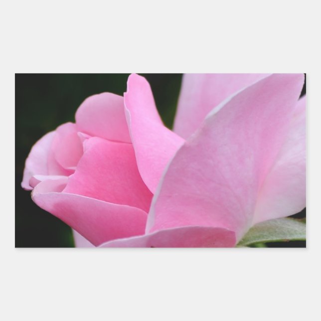 Pink Rose Flower Rectangular Sticker (Front)