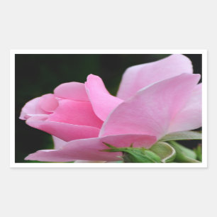Pink Rose Flower Rectangular Sticker