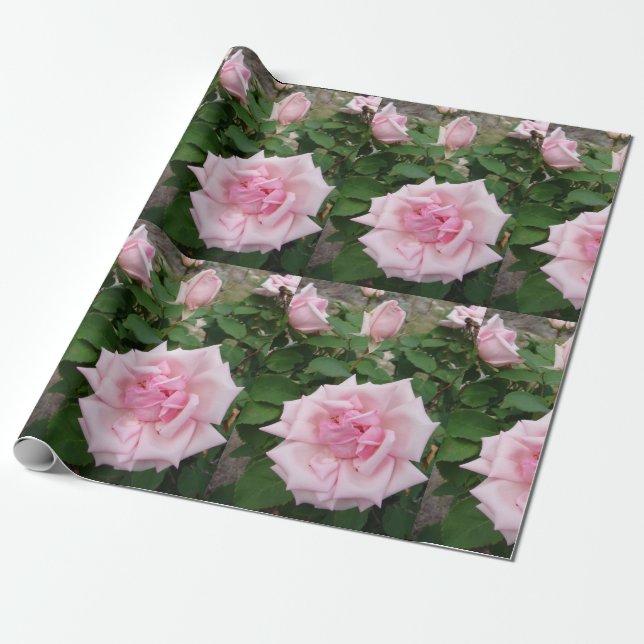 Pink Rose flowers floral garden Wrapping Paper (Unrolled)