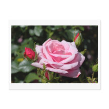 pink rose flowers happy birthday. love, girlfriend