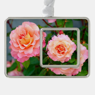 Pink rose flowers in a garden postcard poster silver plated framed ornament