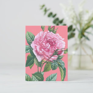Pink Rose Flowers with Green Leaves Postcard