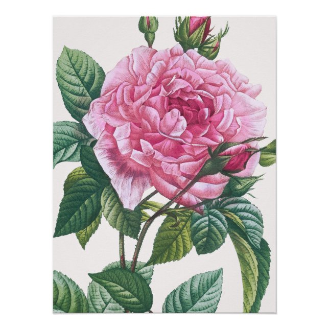 Pink Rose Flowers with Green Leaves Poster (Front)
