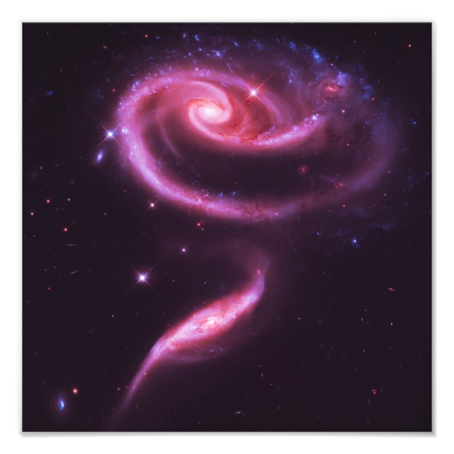 Pink Rose Galaxies Photo Print (Front)