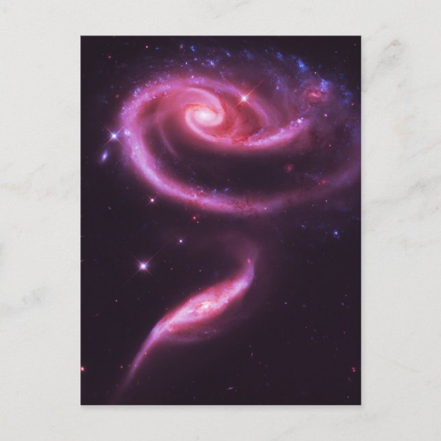 Pink Rose Galaxies Postcard (Front)