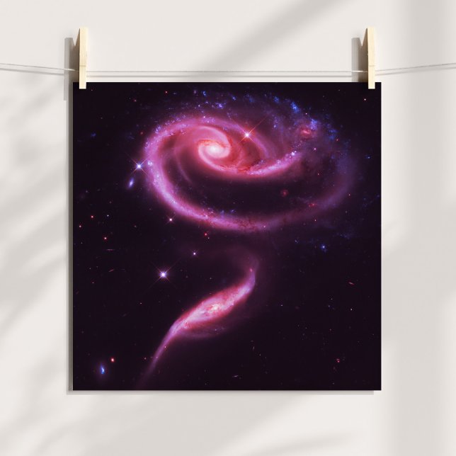 Pink Rose Galaxies Poster (Pink Rose Galaxies Poster)